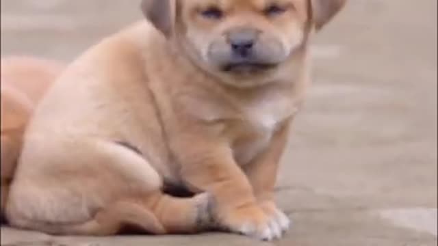 Cutest baby dog, Satisying 😹 Funny Animals videos