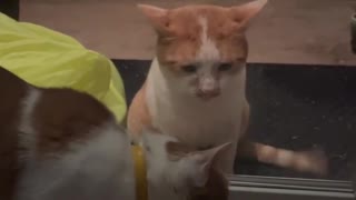 Cat Doesn’t Understand Glass Doors