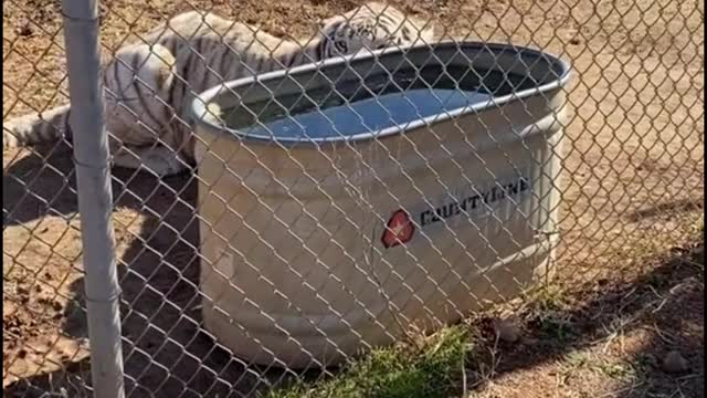 This is a rare white tiger