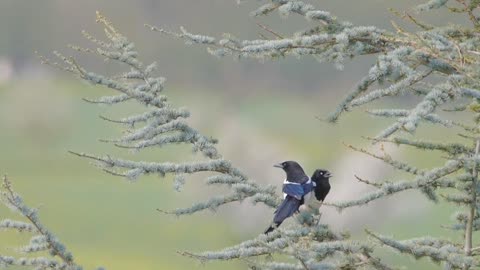 A bird on a tree