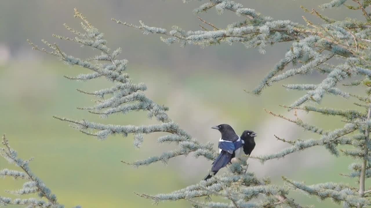 A bird on a tree