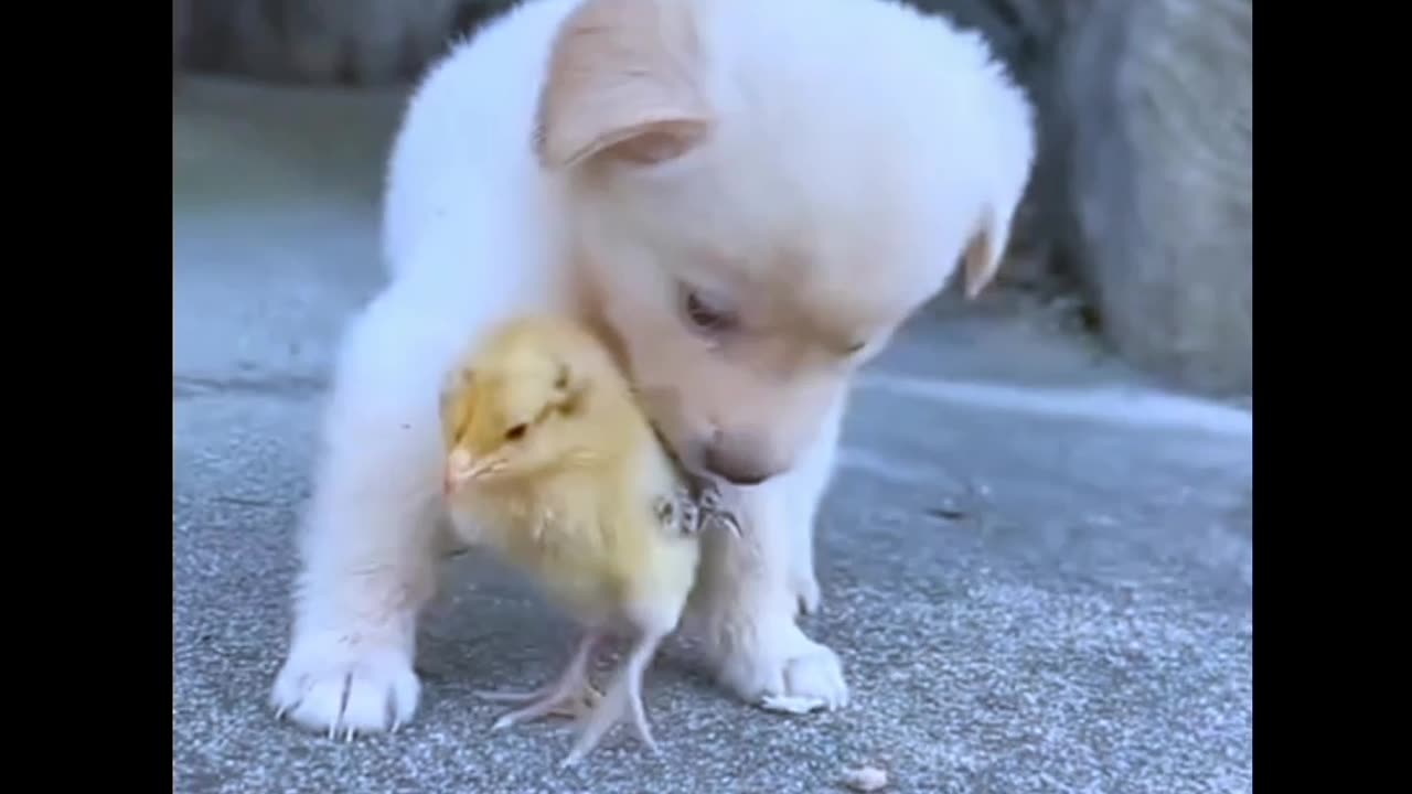 Beautiful dog video and funny animal videos