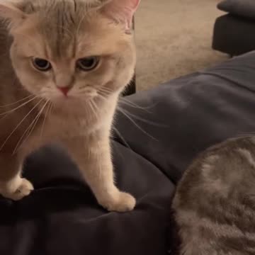 SAD cat need someone to talk.mp4