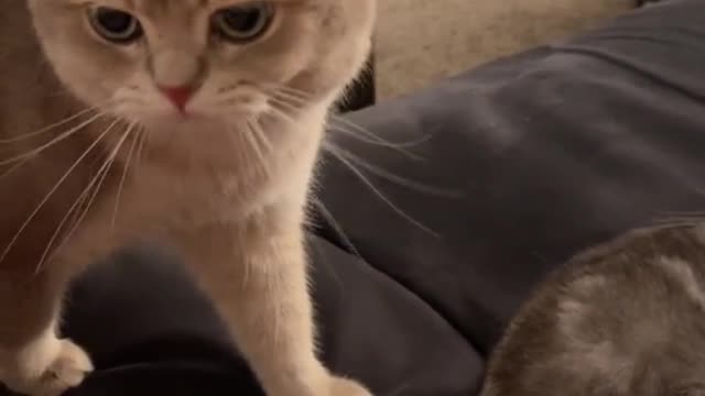 SAD cat need someone to talk.mp4