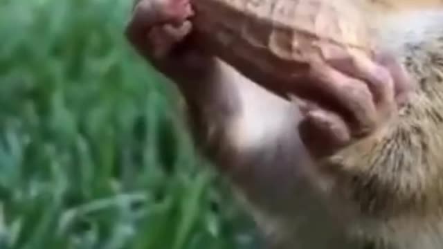 The funniest animals in the world.