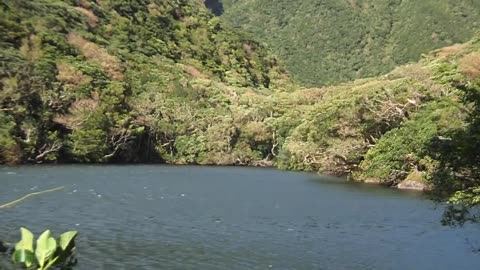 nature is beautiful, Jungle ❤️