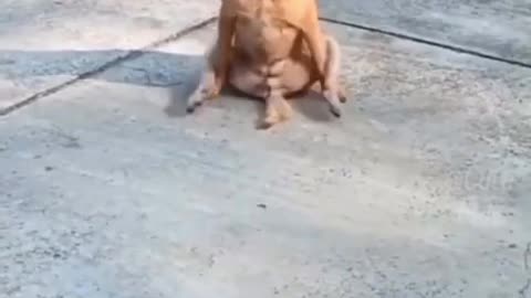 Funny Animal, Try not to laugh #3🤣🤣