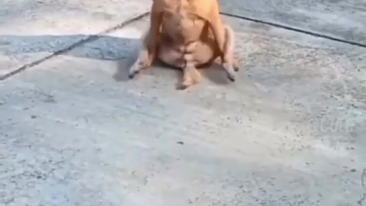 Funny Animal, Try not to laugh #3🤣🤣