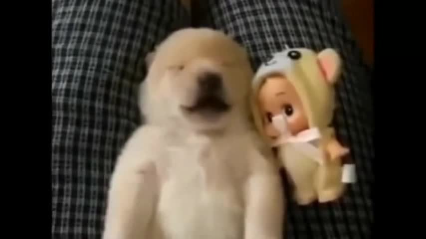 as melhores imagens dos nossos amigos felpudos