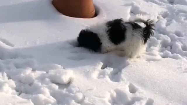 The first time to see the snow of the dog, very curious!