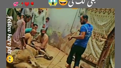 Qurbani ka din craant lag gia