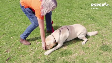 FREE DOG TRAINING SERIES – Lesson 1: how to teach your dog to sit and drop