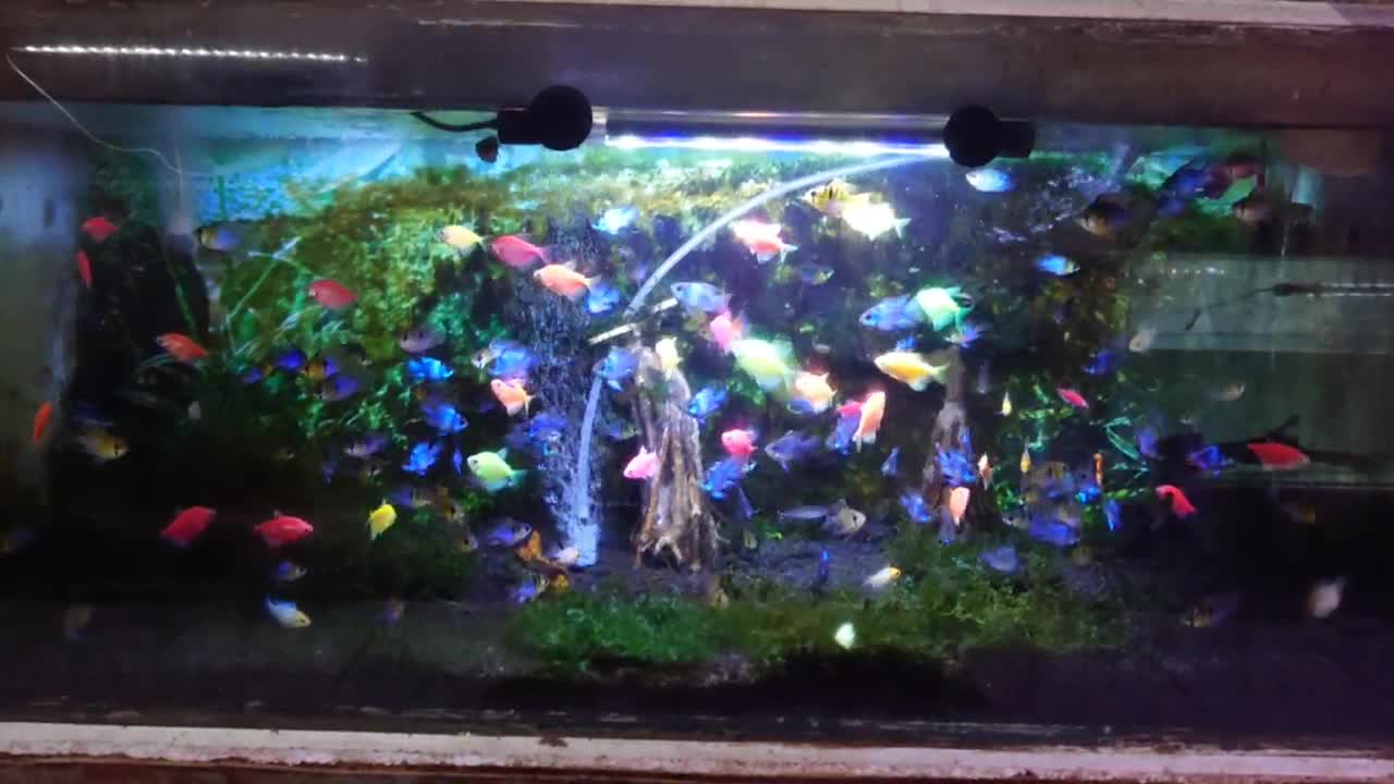 A group of colourful fish insides the aquarium, it's beautiful