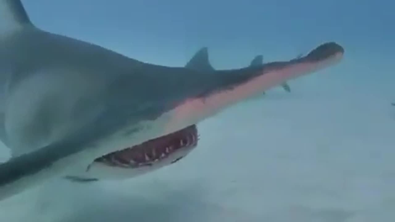 A hammerhead shark approaches with curiosity a group of divers