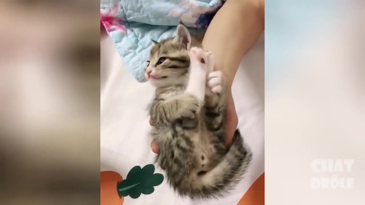 The End 😍😍🤣🤣 Best cats videos ever | Funny animals