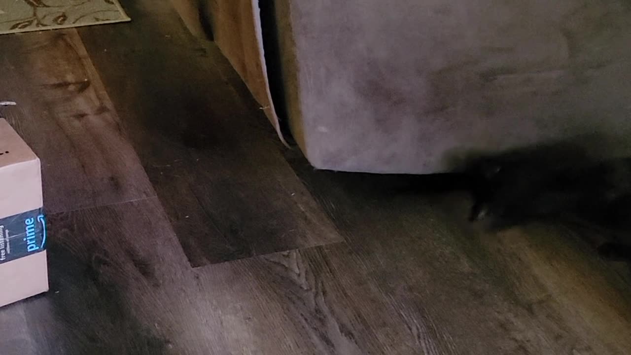 Millie the climber