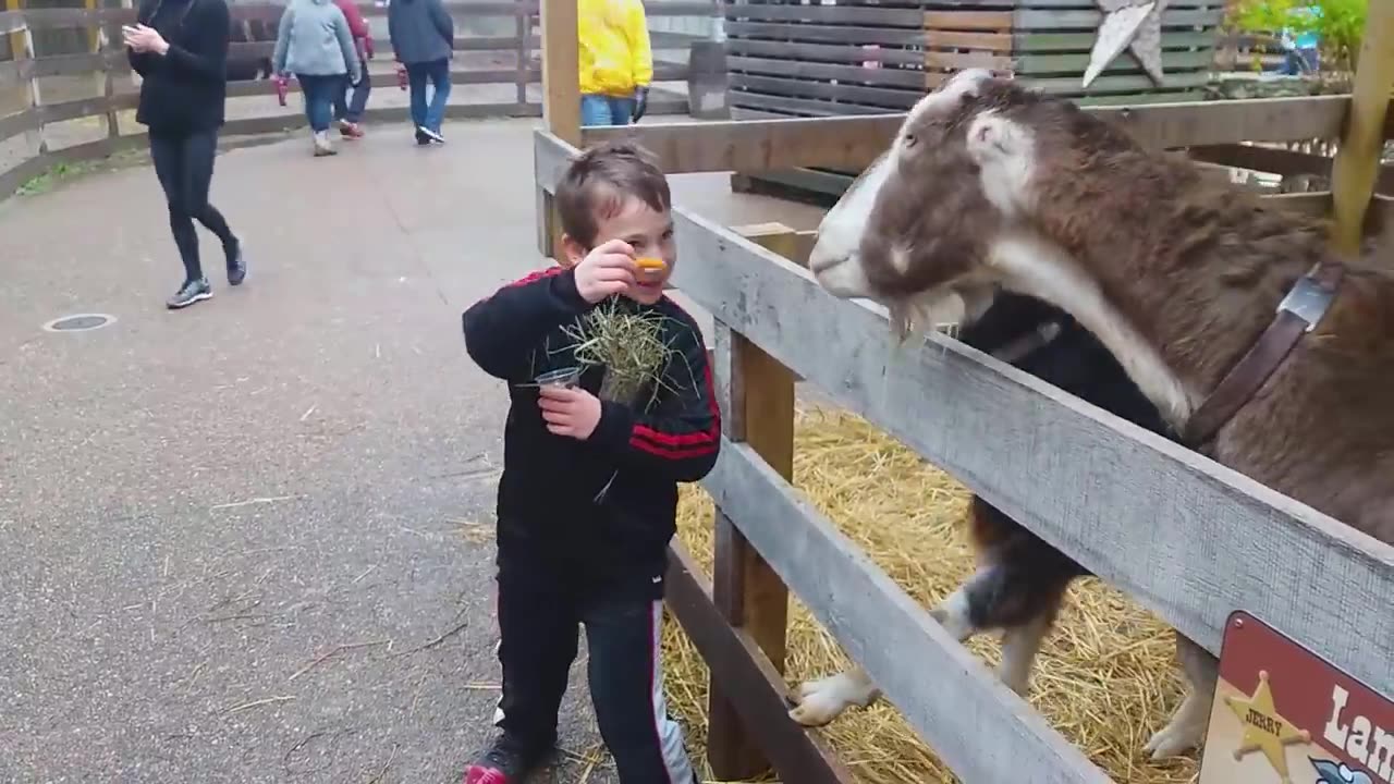 Funny Babies At The Zoo