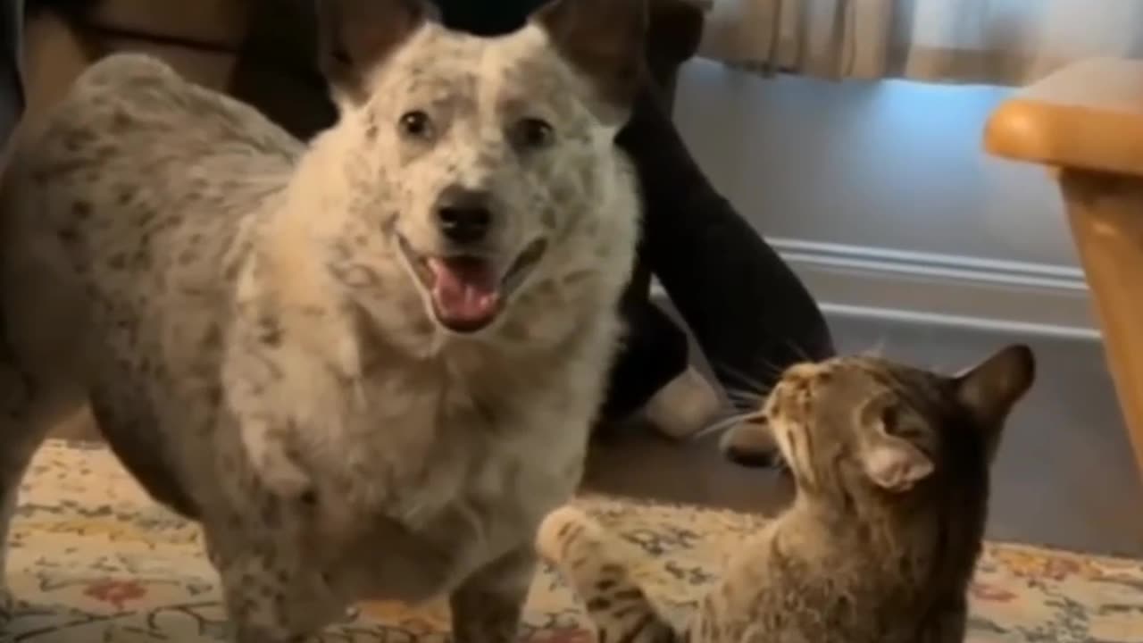 Playing dog and cat.