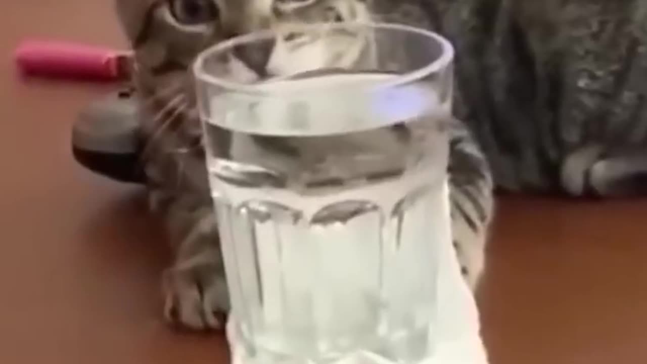 Cat Funny - Video