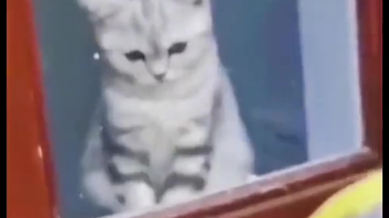 Funny cats Video 🐱😂 | Funny Video