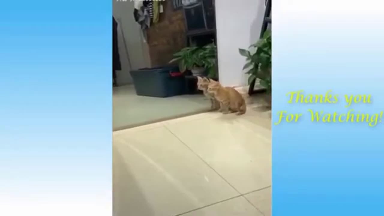 The funniest dogs and cats, funny animal videos, funny dog videos, and funny video
