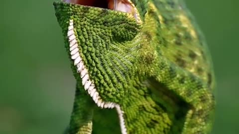 Chameleons sometimes open their mouth to regulate their body temperature