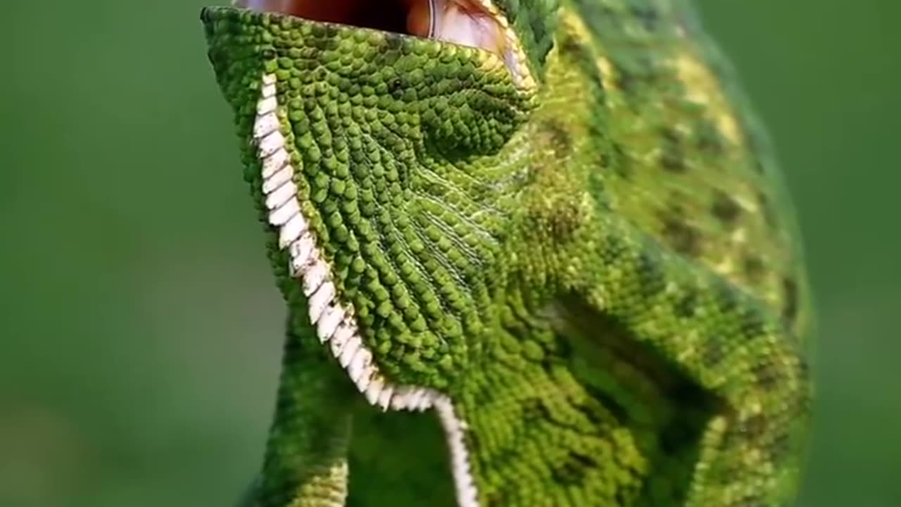 Chameleons sometimes open their mouth to regulate their body temperature