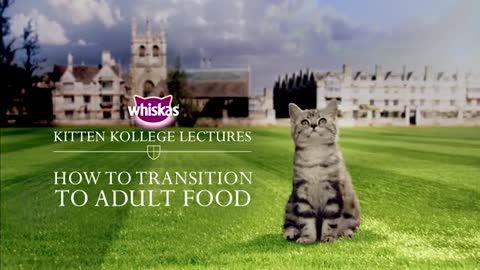 Weaning Kittens - How To Transition Kittens To Adult Cat Food _ Kitten Kollege_1