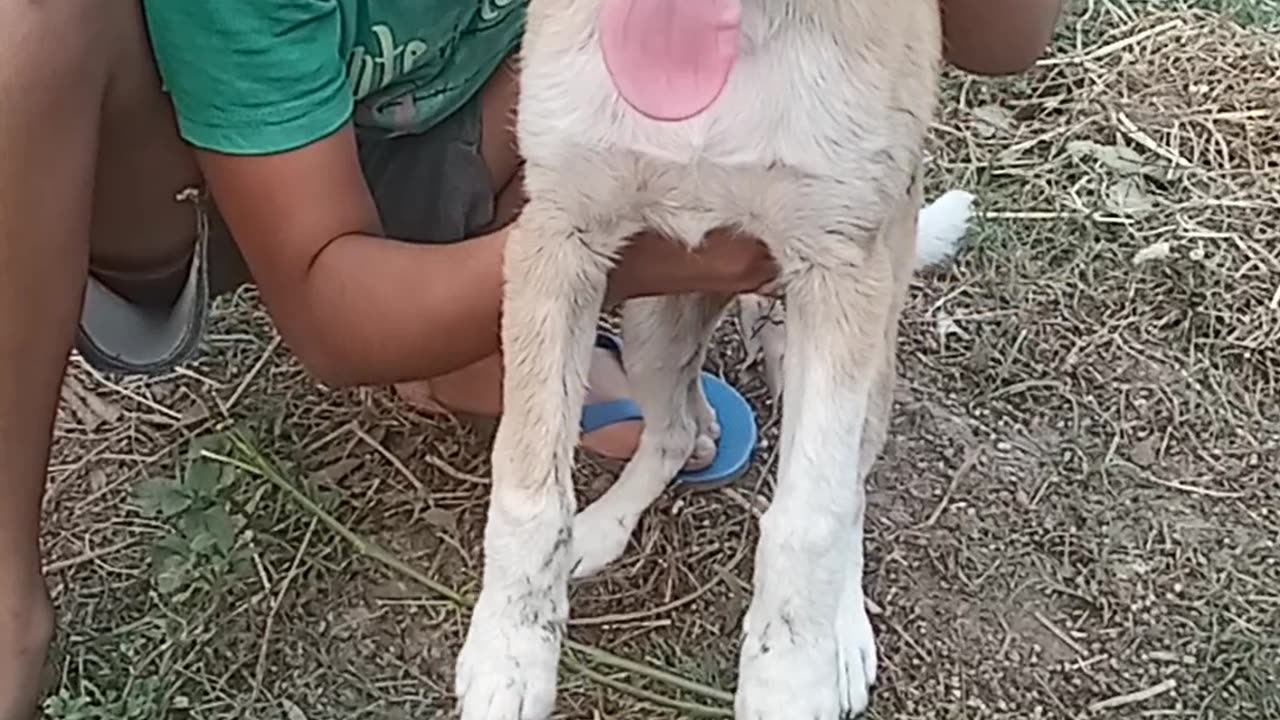 My puppy is amazing 🤣