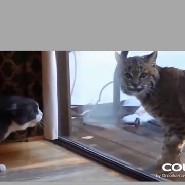 cat vs lynx