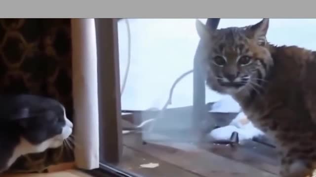 cat vs lynx