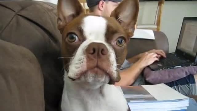 Boston Terrier Clementine talking
