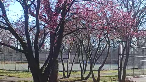 Cherry blossoms