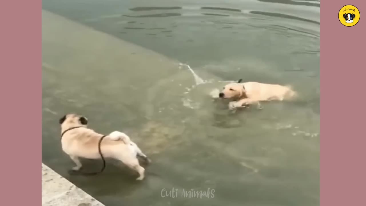 Funny animal videos 😂😂