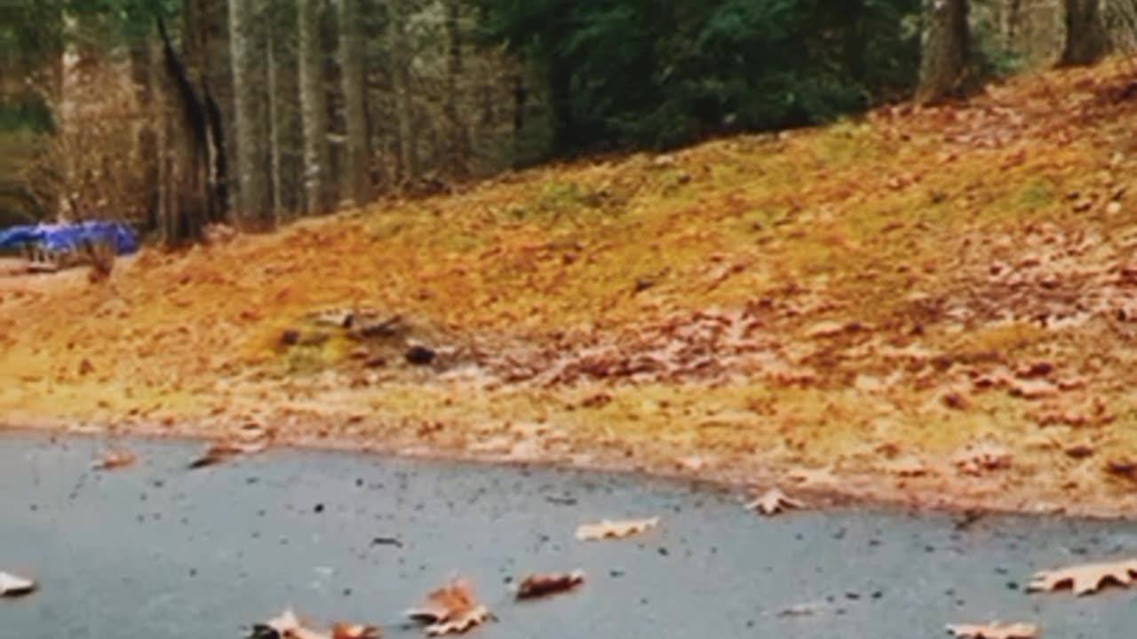 Funny dog videos