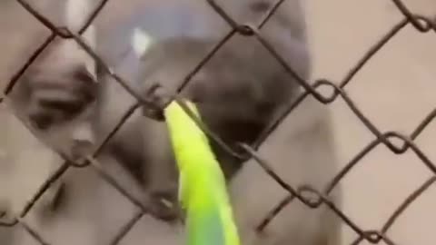 Funny monkeys video