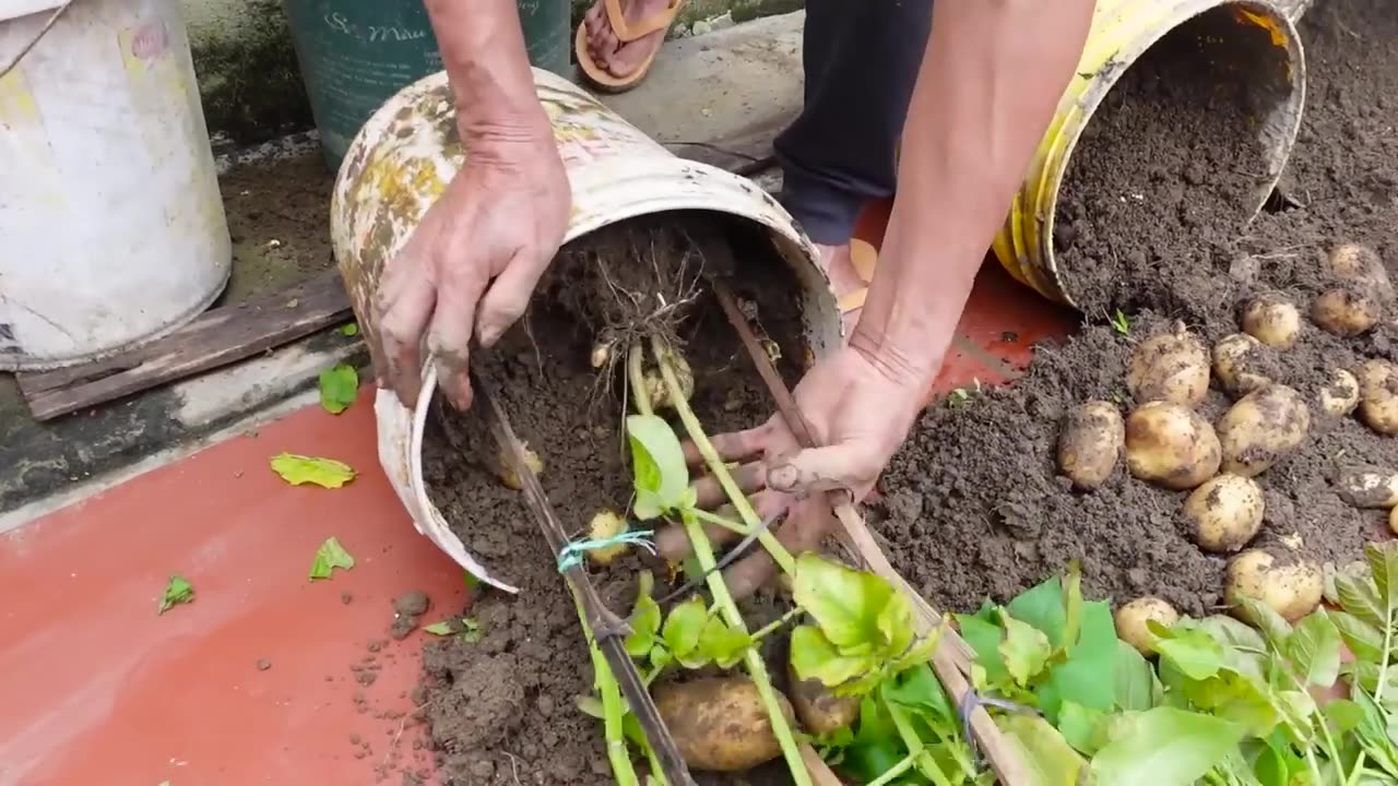 Potato growing method