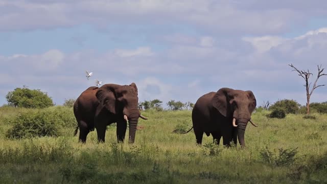 Adult Elephants Walking In The Savannah | Wildlife | Nature | African Bush Elephant