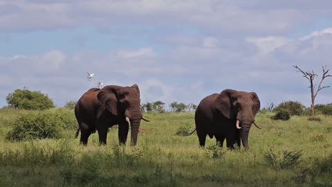 Adult Elephants Walking In The Savannah | Wildlife | Nature | African Bush Elephant