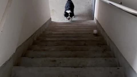 Funny Video