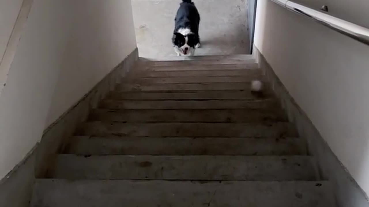 Funny Video