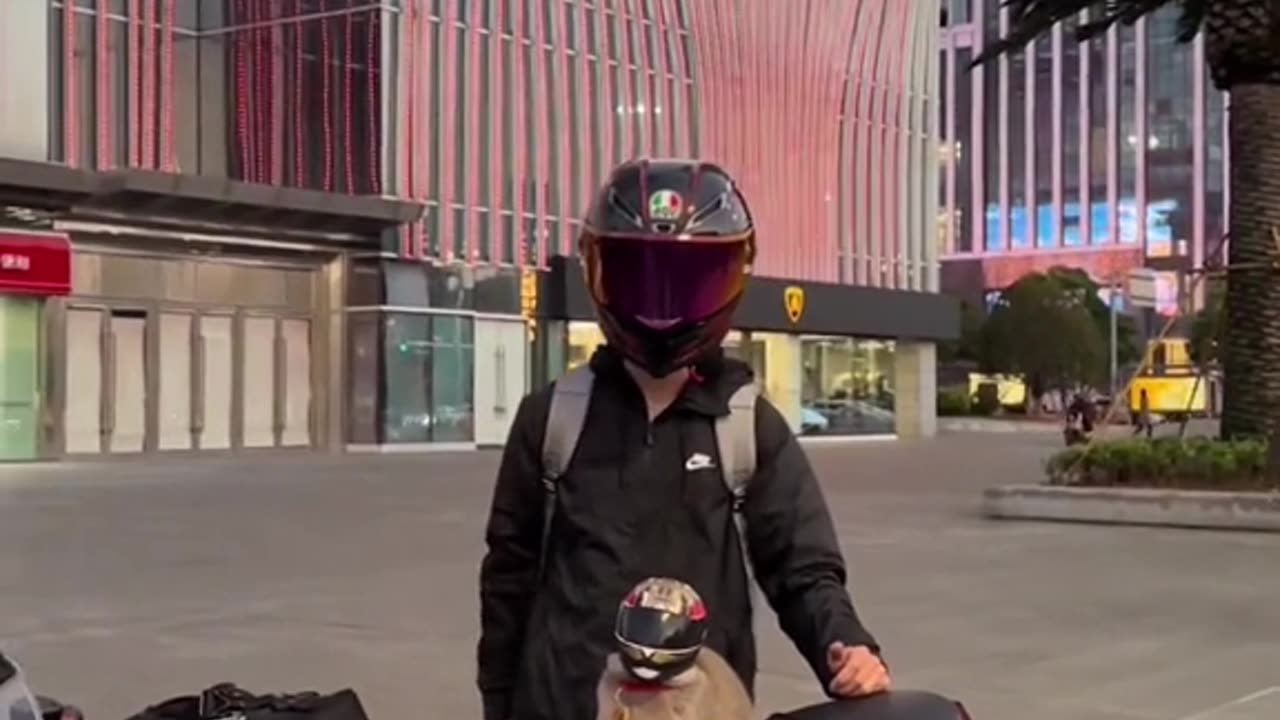 A cat that can ride a motorcycle