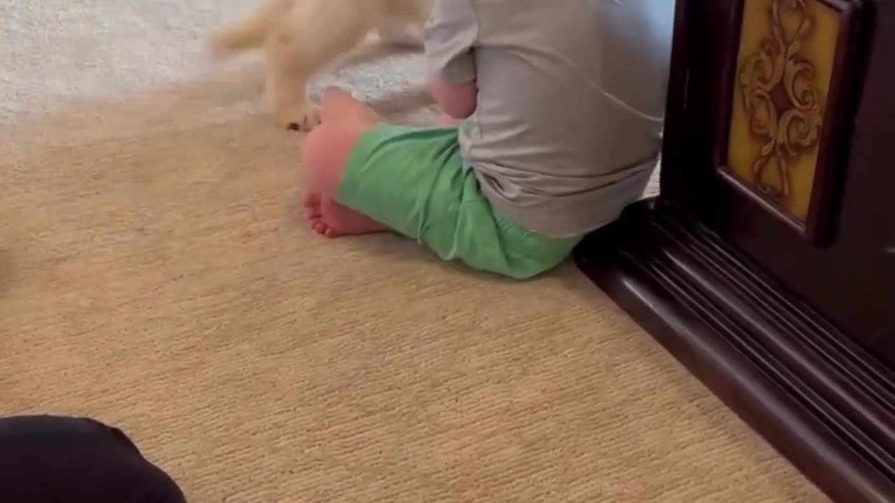 Cute puppy meet baby