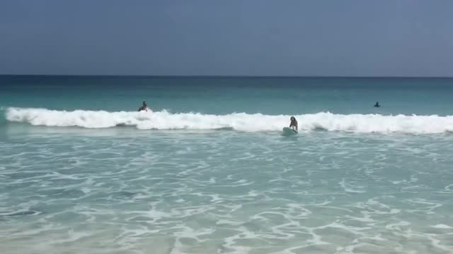 Golden Retriever Balances Themself Over Surfing Board on Wave