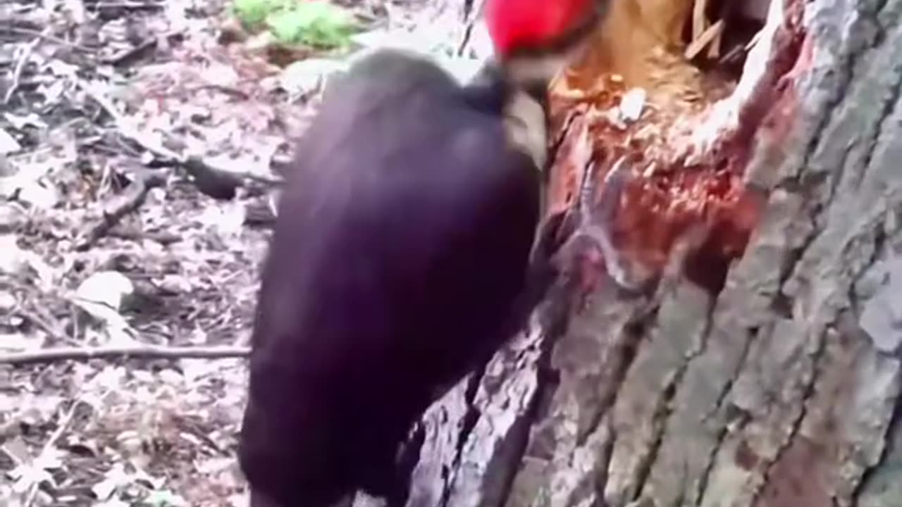 Birds life