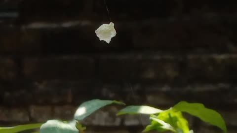 Butterfly and wind dance in the morning