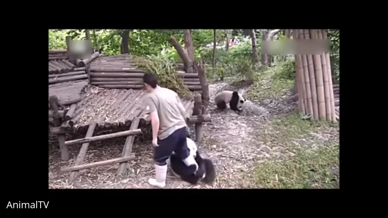 Clumsy Cute Panda