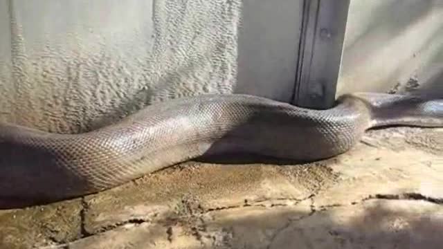 SNEK