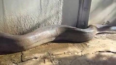 SNEK