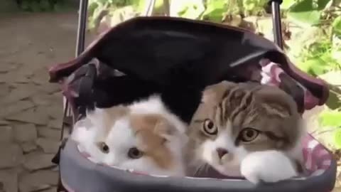 Cute Cat Gif